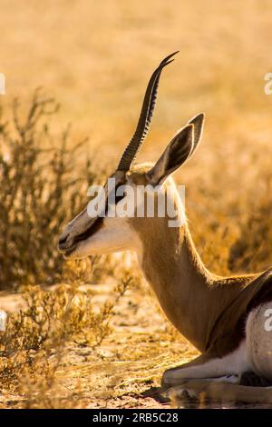 Profilansicht eines Springbuck Doe, Antidorcas marsupialis, gelegen in den trockenen Schläuchen der Kalahari-Wüste im Kgalagadi-Nationalpark Stockfoto