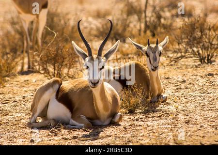 Eine Springbok-Rehe und eine Juveline, die in der Kalahari-Wüste in Südafrika herumkauen Stockfoto