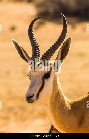 Kopffoto eines Springbok RAM, Antidorcus Marsupialis, im Kgalagadi-Nationalpark von Südafrika Stockfoto