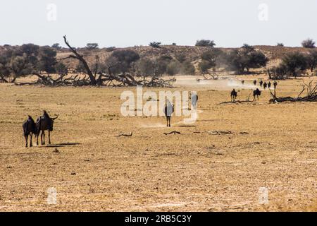 Eine Linie von blauem Wildebeest, Connochaetes taurinus, Spaziergang durch die staubige Landschaft des trockenen Flussbetts des Auob Flusses in der Kalahari Stockfoto