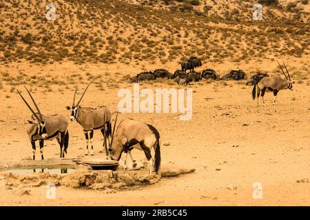 Eine kleine Herde von Gemsbok und Blauer Wildebeest an einem kleinen Wasserloch im trockenen Flussbett des Flusses Nossob im Kgalagadi-Nationalpark Stockfoto