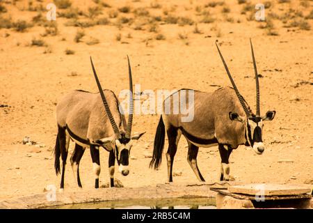 Zwei Gemsbok Oryxes, Oryx Gazella, an einem kleinen künstlichen Wasserloch im Fluss Nosob, Kgalagadi-Nationalpark, Südafrika. Stockfoto