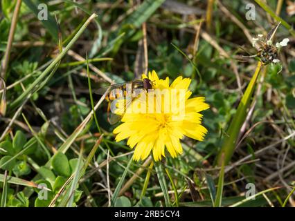 Ein Hover-Fly-Bändchen trinkt Nektar aus einem Hawkweed mit Mausohr. Luftkissenfliegen machen einen sehr wichtigen Job, um viele Blumen zu bestäuben. Stockfoto