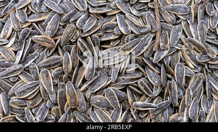 Gestreifte schwarze Sonnenblumenkerne, Textur, Hintergrund. Stockfoto