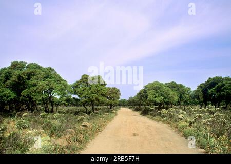 Giara Di Gesturi. Sardinien. Italien Stockfoto