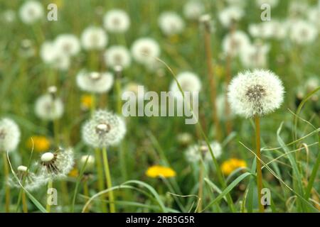 Löwenzahn Stockfoto