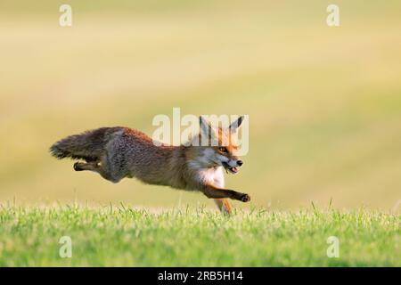 Rotfuchs (Vulpes vulpes) läuft mit gefangener Mäusebeute im Mund durch frisch gemähtes Wiesen/geschnittenes Grasland, um seine Sets/Jungen im Sommer zu füttern Stockfoto