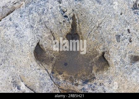 Ornithopod-Fußabdruck in Sandstein am Dinosaurier-Unterkreideplatz in Boltodden, Kvalvagen, Svalbard/Spitsbergen, Norwegen Stockfoto