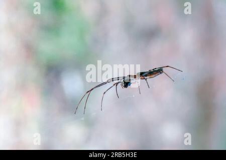 Tetragnatha Montana: Faszinierende Makrofotografie einer Spinne Stockfoto