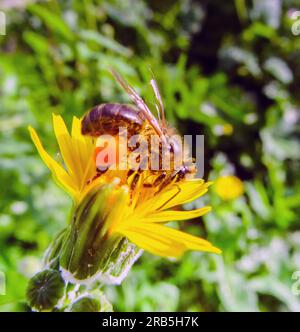 Makrofotografie der Biene auf der gelben Löwenzahnblume Stockfoto
