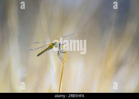 Libelle: Fesselnde Insekten hoch oben auf einem Ast der Natur Stockfoto