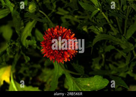 Indische Decke blüht in voller Blüte Stockfoto