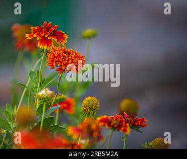 Rosa indische Blume in voller Blüte im Garten Stockfoto