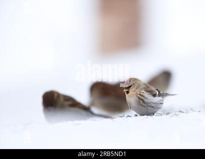 Arctic Redpoll (Acanthis hornemanni) – Überwinterung im arktischen Norwegen. Mit House Sparrows im Hintergrund. Stockfoto