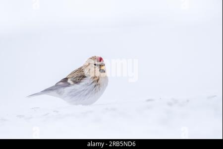 Arctic Redpoll (Acanthis hornemanni) – Überwinterung im arktischen Norwegen. Stockfoto