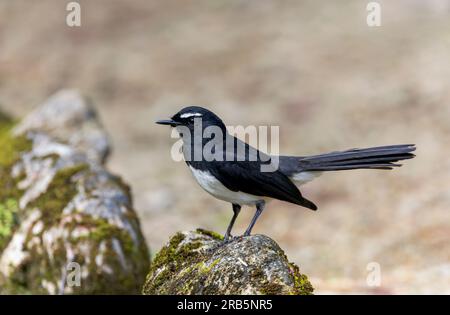 Willie Wagtail, Rhipidura leucophrys melaleuca auf den Salomonen. Stockfoto