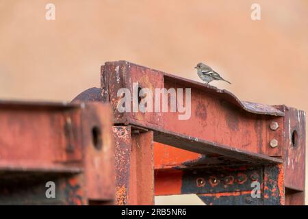 Afrikanischer weiblicher Chaffinch, Fringilla (Coelebs) africana, hoch oben auf altem Eisen in Marokko. Stockfoto