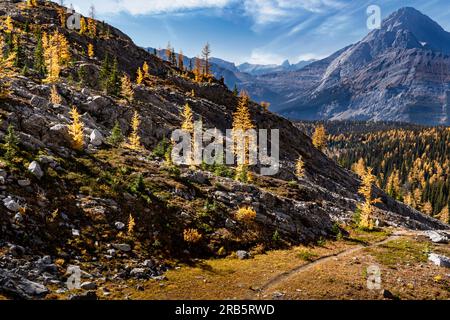 Herbstfarben gehaltene Lärchen im Peter Lougheed Provincial Park Alberta am Chest Lake Hiking Trail mit Blick auf das Tal der Kanadischen Rockies Stockfoto