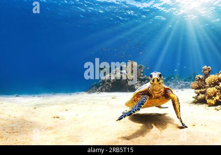 Foto der Meeresschildkröte auf der Insel Galapagos. Eine Schildkröte taucht zurück zum Riff. Stockfoto