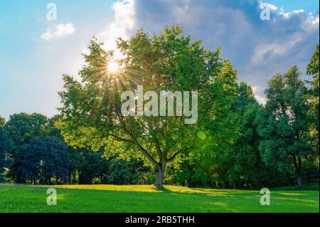 Einsamer Baum auf einer Wiese mit einem Sonnenstern, der durch das Laub scheint. Stockfoto