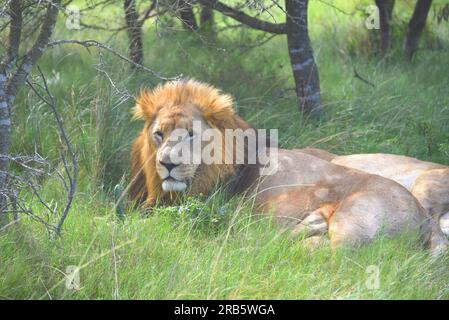 Großformat Nahaufnahme eines wunderschönen wilden Löwen, der sich in hohem Gras unter einem Baum neben seinem Freund entspannt. Erschossen auf Safari in Südafrika. Stockfoto