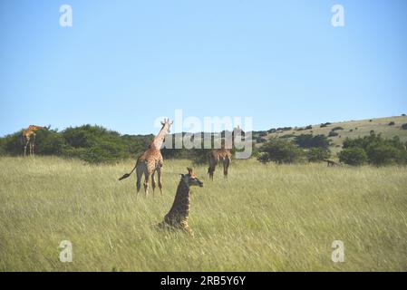 Großformatiges Nahpanorama einer Gruppe wilder südafrikanischer Giraffen, die sich im hohen Gras entspannen und Akazienbüsche füttern. Beachten Sie das junge Kalb. Stockfoto