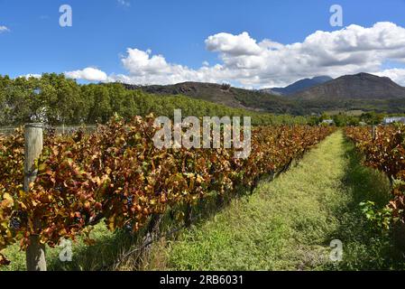 Großes Format wunderschöne farbenfrohe Panoramalandschaft mit herbstlichen Weinbergen und Bergen in Franschhoek, Südafrika. Stockfoto