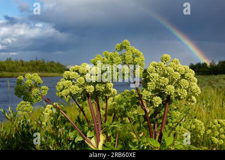 Norwegische Engelwurz, auch bekannt als Garden Angelica, die am Flussufer des Lainio im schwedischen Lappland mit dramatischem dunklen Himmel und einer Farbe blüht Stockfoto