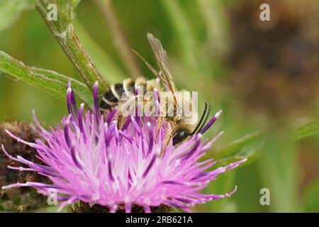 Natürliche Nahaufnahme einer haarigen männlichen Pantaloon Biene, Dasypoda hirtipes auf einer lila Knapweed Wildblume, Centaurea Jacea Stockfoto