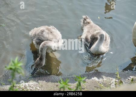 Zwei süße, niedliche junge Schwanenküken (Cygnus olor), die auf der Wasseroberfläche eines Flusses, Sees oder Teichs in der Nähe des Ufers schwimmen. Nahaufnahme. Stockfoto