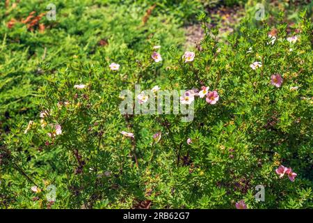 Blühender Kultivar Sträucher Cinquefoil Dasiphora fruticosa oder Prinzessin im Garten Stockfoto