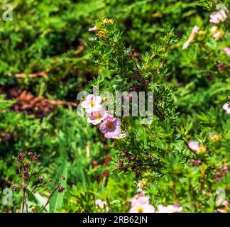 Blühender Kultivar Sträucher Cinquefoil Dasiphora fruticosa oder Prinzessin im Garten Stockfoto