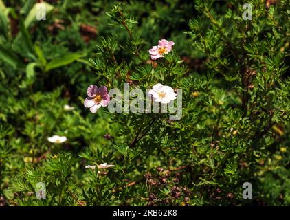 Blühender Kultivar Sträucher Cinquefoil Dasiphora fruticosa oder Prinzessin im Garten Stockfoto