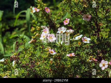 Blühender Kultivar Sträucher Cinquefoil Dasiphora fruticosa oder Prinzessin im Garten Stockfoto