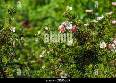 Blühender Kultivar Sträucher Cinquefoil Dasiphora fruticosa oder Prinzessin im Garten Stockfoto