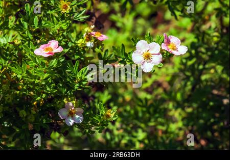 Blühender Kultivar Sträucher Cinquefoil Dasiphora fruticosa oder Prinzessin im Garten Stockfoto