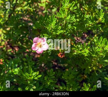 Blühender Kultivar Sträucher Cinquefoil Dasiphora fruticosa oder Prinzessin im Garten Stockfoto