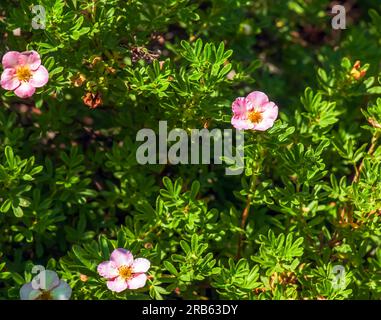 Blühender Kultivar Sträucher Cinquefoil Dasiphora fruticosa oder Prinzessin im Garten Stockfoto