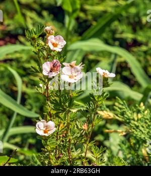 Blühender Kultivar Sträucher Cinquefoil Dasiphora fruticosa oder Prinzessin im Garten Stockfoto