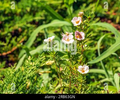 Blühender Kultivar Sträucher Cinquefoil Dasiphora fruticosa oder Prinzessin im Garten Stockfoto