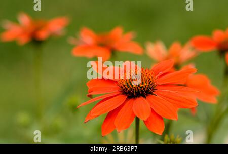 Sombrero® Adobe Orange Coneflower (Echinacea Hybrid) Stockfoto
