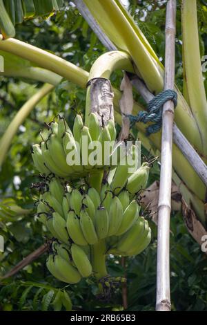 Eine Banane auf einer Palme lehnt sich an Bambusstangen Stockfoto