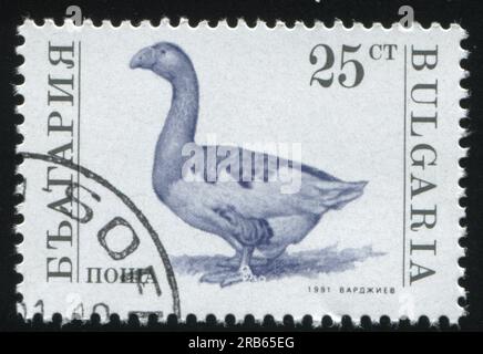 RUSSLAND KALININGRAD, 26. MÄRZ 2019: Von Bulgarien gedruckter Stempel zeigt Gans, ca. 1991 Stockfoto