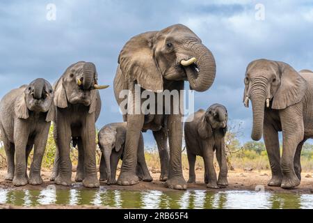 Afican Elephants im Mashatu Euphorbia Game Reserve in Botswana. Stockfoto