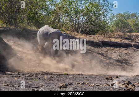 Afikanisches Elefantenkalb im Mashatu Euphorbia Game Reserve in Botswana. Stockfoto