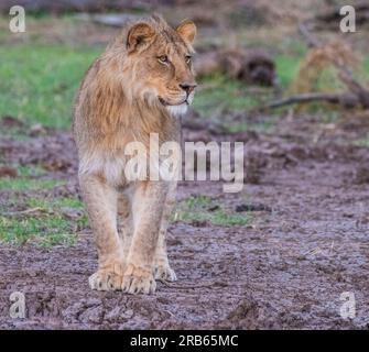 Afrikanischer Löwe im Mashatu Euphorbia Game Reserve in Botswana. Stockfoto