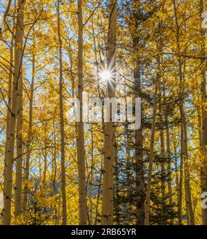 Der Star-Burst-Effekt in American Aspens bringt in Colorado Herbstfarben. Stockfoto