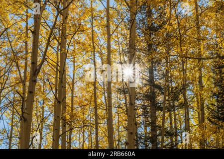 Der Star-Burst-Effekt in American Aspens bringt in Colorado Herbstfarben. Stockfoto