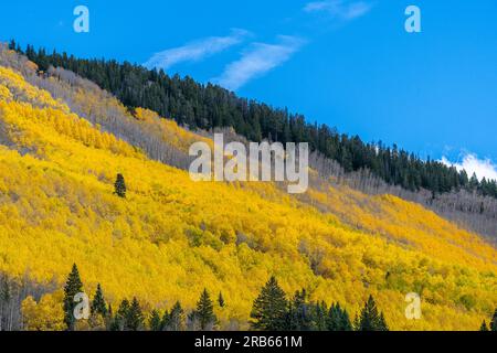 Herbstfarben am Crested Butte Mountain in Colorado. Stockfoto