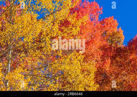 American Aspens Goldblätter bringen Herbstfarben in Colorado. Stockfoto